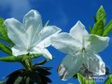 AZALEA - EVERGREEN ledifolia 'Alba'  