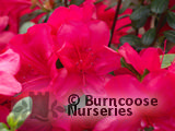 AZALEA - EVERGREEN 'Mothers Day'  