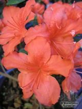 AZALEA - EVERGREEN 'Orange Beauty'  