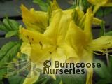 AZALEA - DECIDUOUS 'Sun Chariot'  