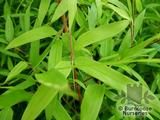 BAMBOO Phyllostachys bissettii BAMBOO Phyllostachys bissettii