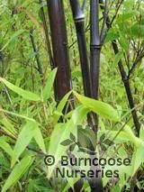 BAMBOO Phyllostachys nigra BAMBOO Phyllostachys nigra