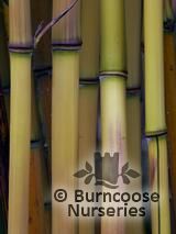 BAMBOO Phyllostachys aureosulcata 'Aureocaulis BAMBOO Phyllostachys aureosulcata 'Aureocaulis
