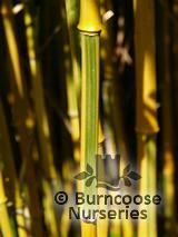 BAMBOO Phyllostachys vivax 'Aureocaulis' BAMBOO Phyllostachys vivax 'Aureocaulis'