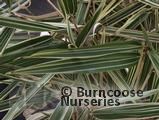BAMBOO Pleioblastus variegatus BAMBOO Pleioblastus variegatus