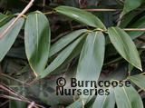 BAMBOO Sasa palmata 'Nebulosa' 
