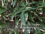 BAMBOO Sasa palmata tsuboiana 