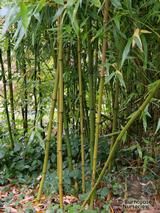 BAMBOO Semiarundinaria fastuosa  