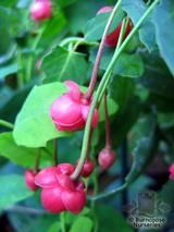 BERBERIDOPSIS corallina BERBERIDOPSIS corallina