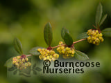 BERBERIS julianae BERBERIS julianae