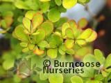 BERBERIS thunbergii BERBERIS thunbergii