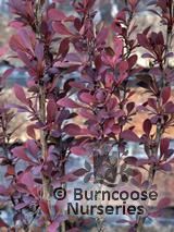 BERBERIS thunbergii 'Atropurpurea' 