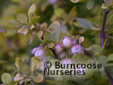 BERBERIS thunbergii 'Bonanza Gold' 
