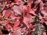 BERBERIS thunbergii 'Gold Ring' 