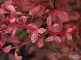 BERBERIS thunbergii 'Harlequin' BERBERIS thunbergii 'Harlequin'
