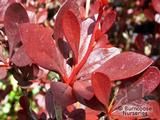 BERBERIS thunbergii 'Red Chief' 