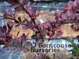 BERBERIS thunbergii 'Rose Glow' 