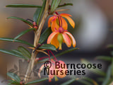 BERBERIS x lologensis 'Apricot Queen' BERBERIS x lologensis 'Apricot Queen'