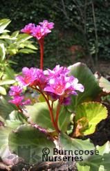 BERGENIA 'Abendglut' BERGENIA 'Abendglut'