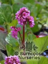 BERGENIA 'Sunningdale' BERGENIA 'Sunningdale'