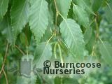 BETULA albo-sinensis var. septentrionalis BETULA albo-sinensis var. septentrionalis