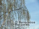 BETULA pendula 'Tristis' 