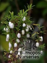 BILLARDIERA BILLARDIERA