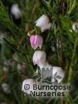 BORONIA heterophylla 'Ice Charlotte' BORONIA heterophylla 'Ice Charlotte'