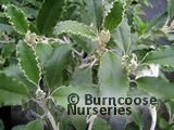 BRACHYGLOTTIS monroi BRACHYGLOTTIS monroi