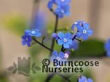 BRUNNERA macrophylla BRUNNERA macrophylla