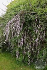 BUDDLEJA alternifolia BUDDLEJA alternifolia
