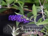 BUDDLEJA davidii 'Adonis Blue' BUDDLEJA davidii 'Adonis Blue'