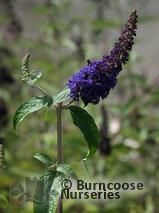 BUDDLEJA davidii 'Empire Blue' BUDDLEJA davidii 'Empire Blue'