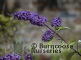 BUDDLEJA davidii 'Ile de France' 