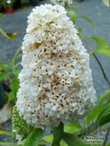 BUDDLEJA davidii 'White Profusion' 