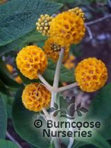 BUDDLEJA globosa  