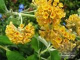 BUDDLEJA x weyeriana 'Sungold' 
