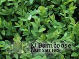BUXUS sempervirens BUXUS sempervirens