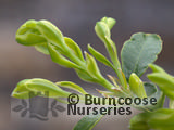 BUXUS   