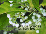 CALLICARPA   