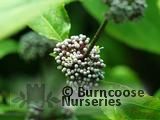 CALLICARPA mollis CALLICARPA mollis