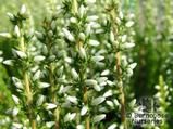 HEATHERS Calluna HEATHERS Calluna