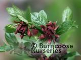 CALYCANTHUS floridus  