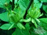 CALYCANTHUS floridus 'Athens' CALYCANTHUS floridus 'Athens'