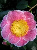 CAMELLIA 'Adelina Patti' CAMELLIA 'Adelina Patti'
