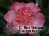 CAMELLIA 'Amabel Lansdell' CAMELLIA 'Amabel Lansdell'