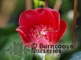 CAMELLIA 'Anemoneflora'  