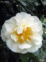 CAMELLIA 'Angel' CAMELLIA 'Angel'