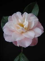 CAMELLIA 'Ann Sothern' CAMELLIA 'Ann Sothern'