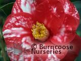 CAMELLIA 'Apollo'  